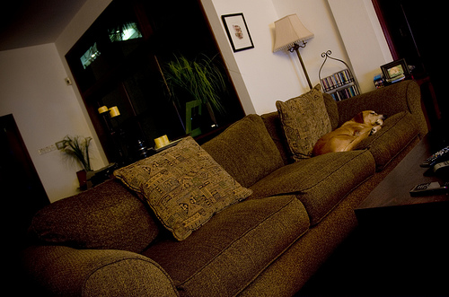 two integral parts of any home office: a couch and a dog